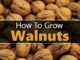 How To Grow Walnut Trees