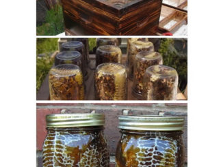 DIY Beehive In A Jar Plans