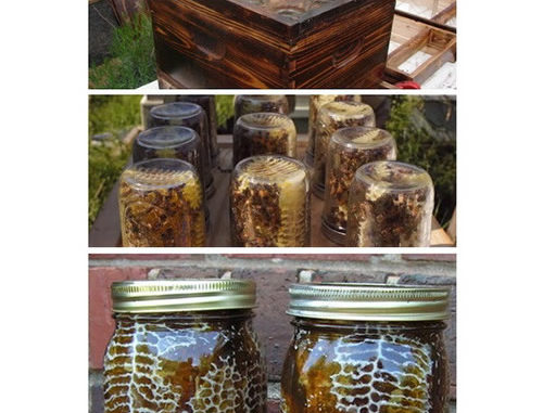 DIY Beehive In A Jar Plans