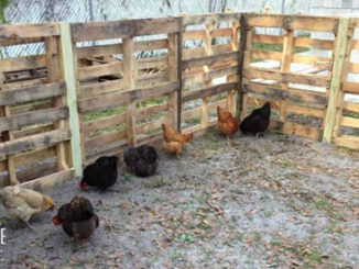 DIY Pallet Chicken Coop Extension