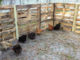 DIY Pallet Chicken Coop Extension