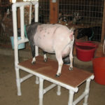 DIY PVC Goat Milking Stand