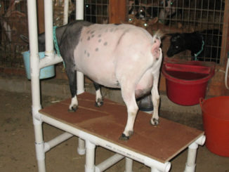 DIY PVC Goat Milking Stand