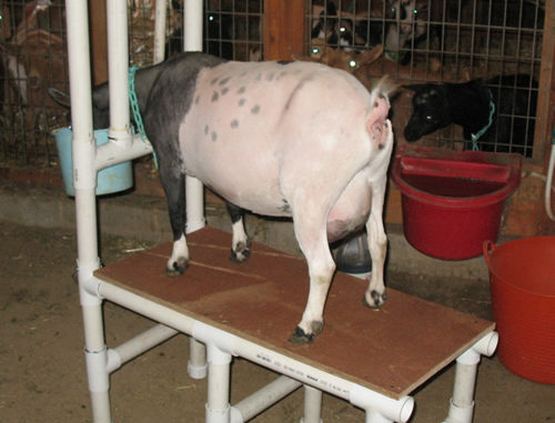 DIY PVC Goat Milking Stand