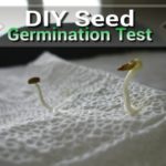 How To Do A Seed Germination Test