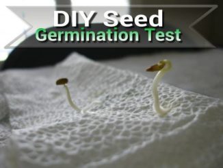 How To Do A Seed Germination Test