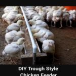 DIY Trough Style Chicken Feeder