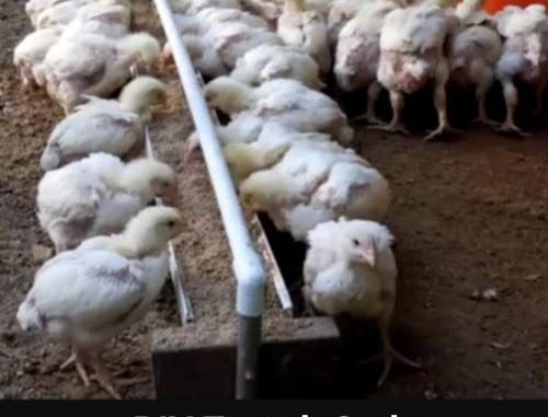 DIY Trough Style Chicken Feeder