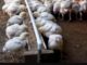 DIY Trough Style Chicken Feeder