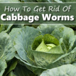 How To Get Rid Of Cabbage Worms