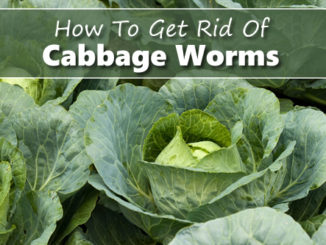 How To Get Rid Of Cabbage Worms