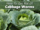 How To Get Rid Of Cabbage Worms