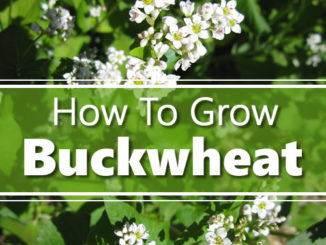 How To Grow Buckwheat