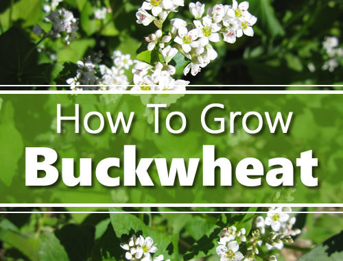 How To Grow Buckwheat