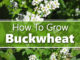 How To Grow Buckwheat