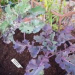 How To Grow Kalettes