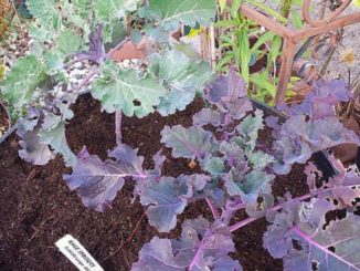 How To Grow Kalettes