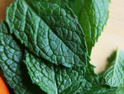 How To Grow Spearmint