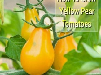 How To Grow Yellow Pear Tomatoes