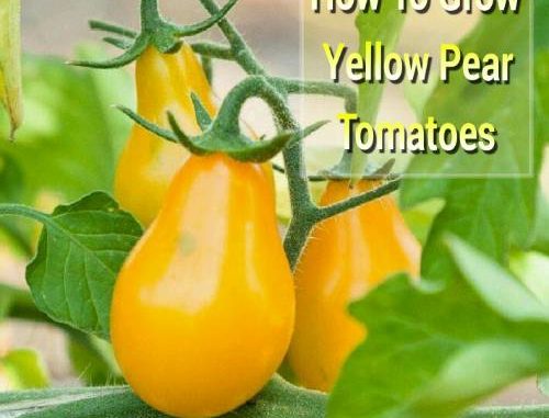 How To Grow Yellow Pear Tomatoes