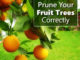 How To Prune Fruit Trees