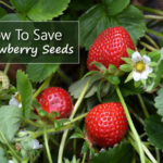 How To Save Strawberry Seeds For Planting