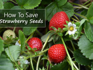 How To Save Strawberry Seeds For Planting