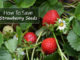 How To Save Strawberry Seeds For Planting