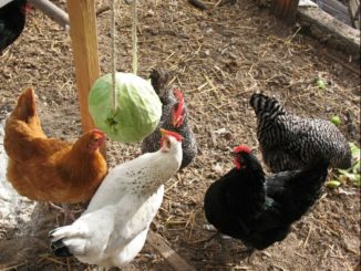 DIY Hanging Cabbage For Your Chickens