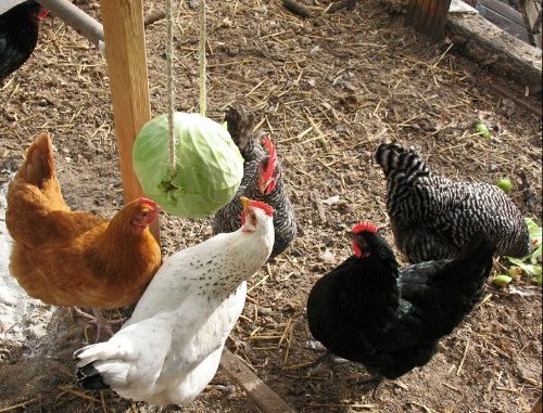 DIY Hanging Cabbage For Your Chickens