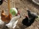 DIY Hanging Cabbage For Your Chickens