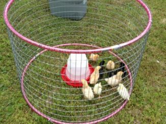 DIY Hula Hoop Chicken Tractor