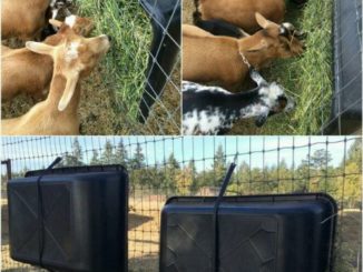 DIY Mixing Tub Hay Feeder