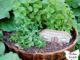 DIY Whiskey Barrrel Mint Garden