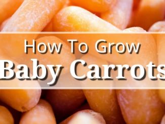 How To Grow Baby Carrots