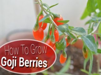 How To Grow Goji Berries