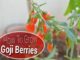 How To Grow Goji Berries