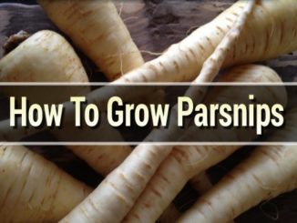 How To Grow Parsnips