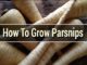How To Grow Parsnips