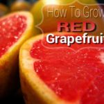 How To Grow Red Grapefruit Trees