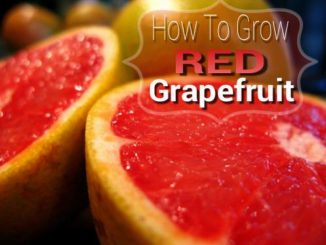 How To Grow Red Grapefruit Trees