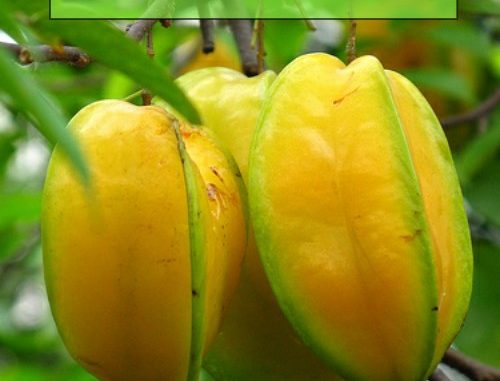 How To Grow Starfruit