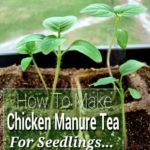 How To Make Chicken Manure Tea