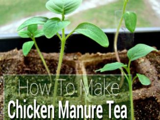 How To Make Chicken Manure Tea