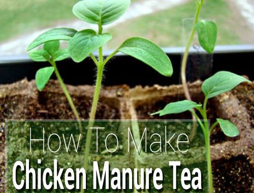 How To Make Chicken Manure Tea