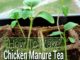 How To Make Chicken Manure Tea
