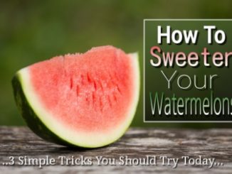 How To Sweeten Your Watermelons