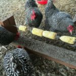 DIY Chicken Corn Holder