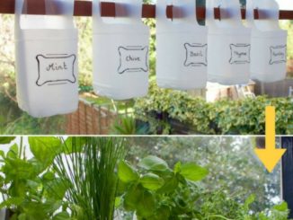 DIY Plastic Milk Bottle Herb Garden