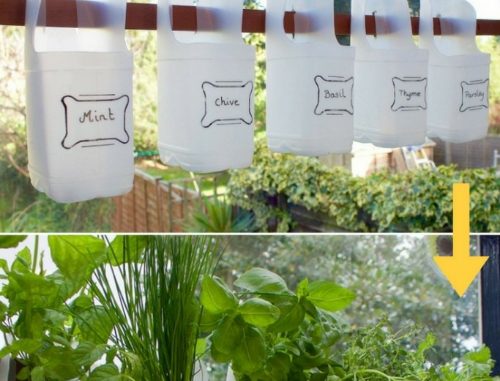 DIY Plastic Milk Bottle Herb Garden
